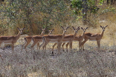 Aepyceros melampus melampus
