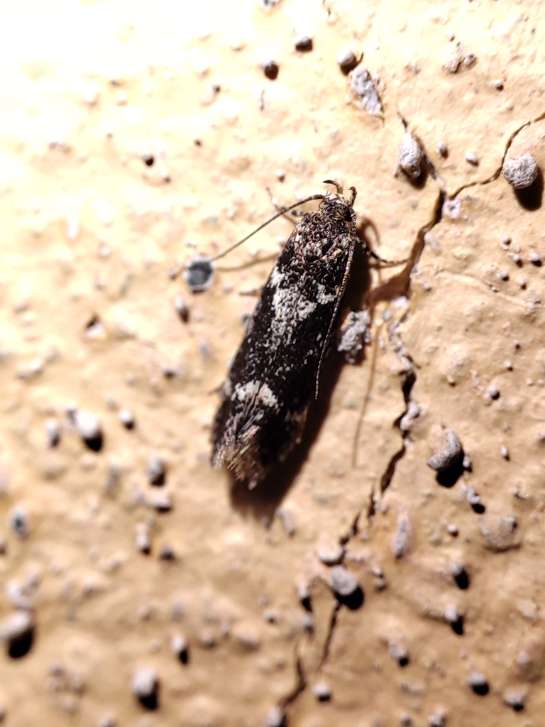 Klimeschiopsis kiningerella