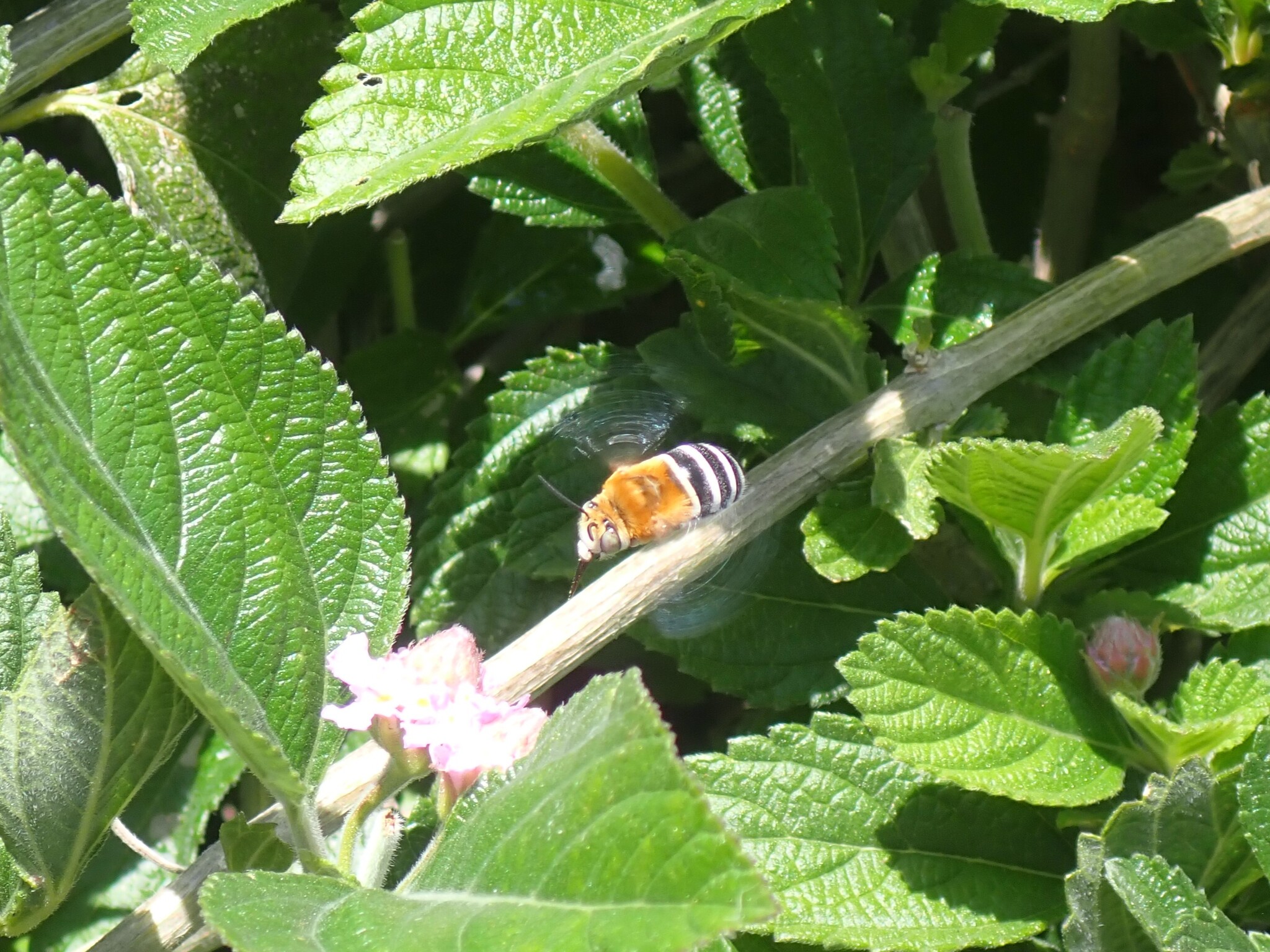 Abeja excavadora de cuatro rayas