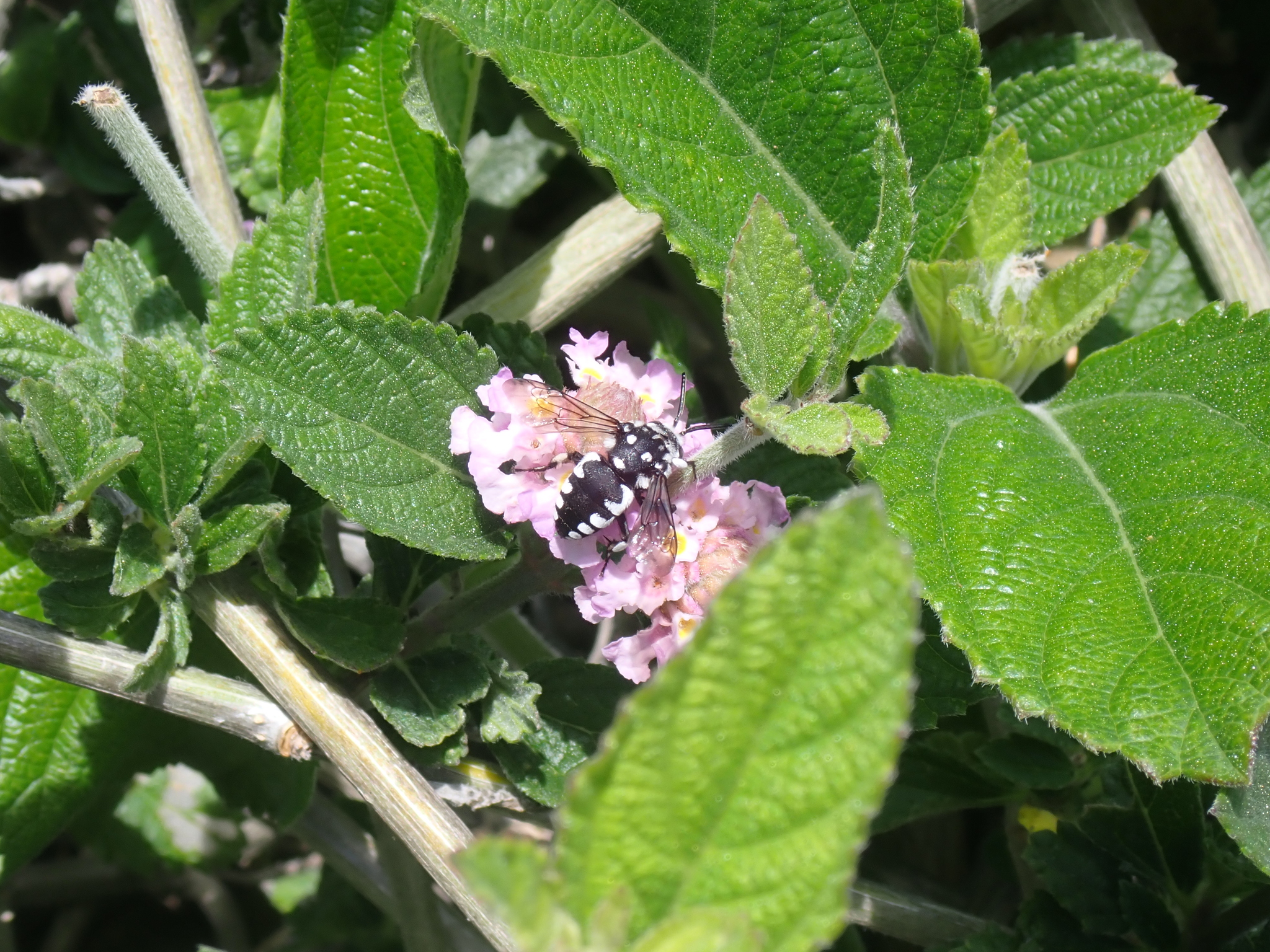 Thyreus histrionicus