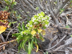 author not stated, no rights reserved Echium decaisnei, photograph author not stated, no rights reserved