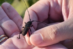 Tragidion coquus