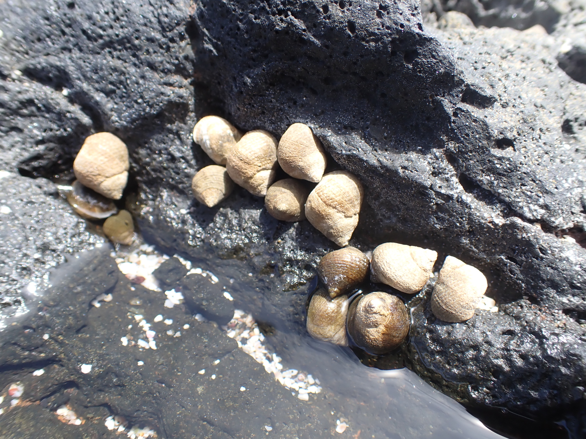 Tectarius striatus