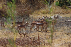 Aepyceros melampus melampus