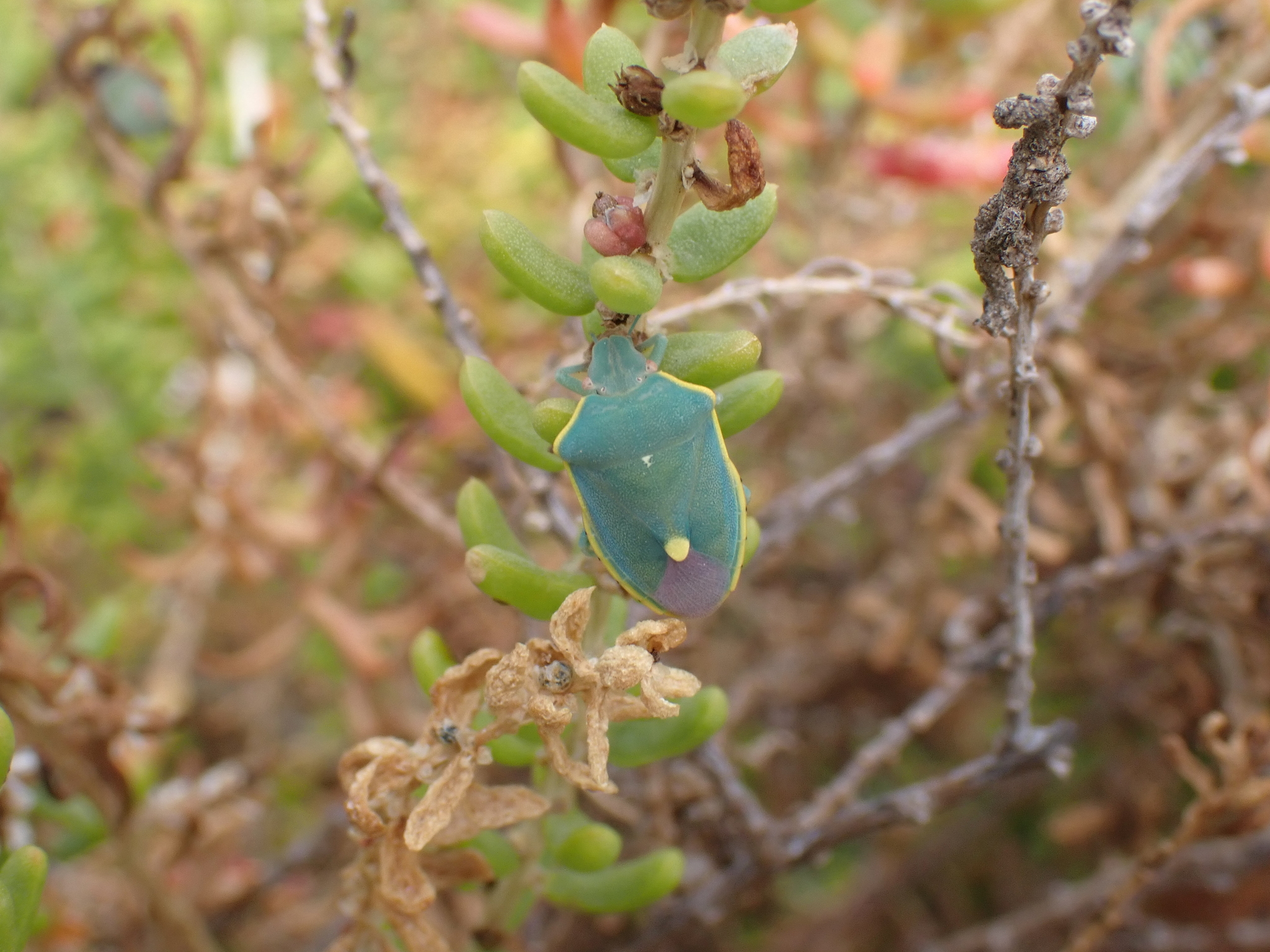 Brachynema cinctum
