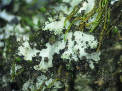 Phaeophyscia hispidula