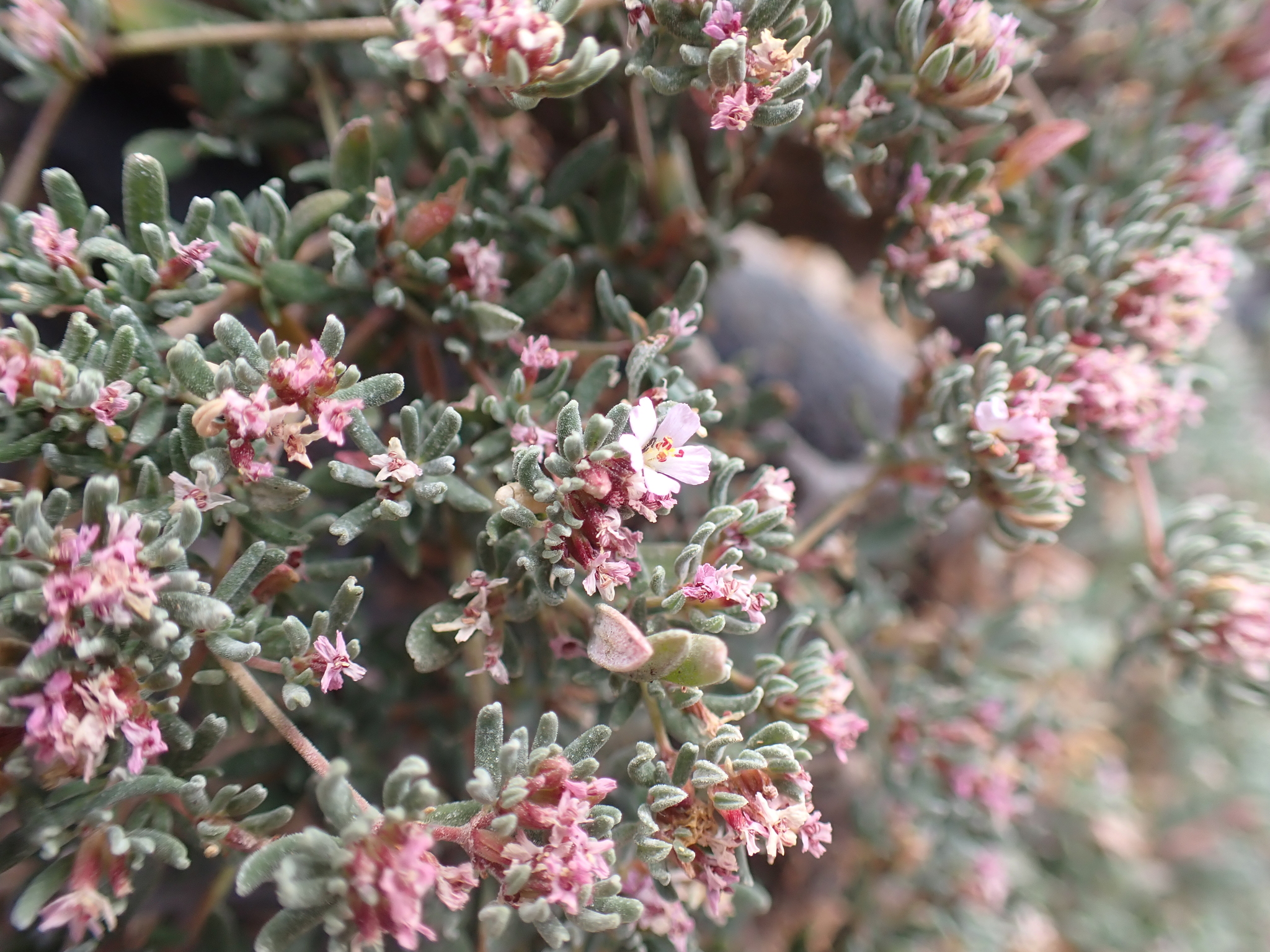 Frankenia pulverulenta