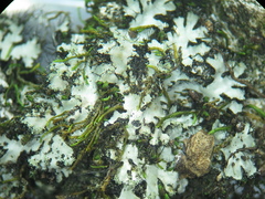 Phaeophyscia hispidula