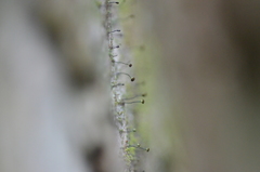 Chaenotheca chrysocephala