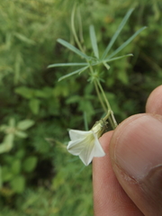 Ipomoea costellata