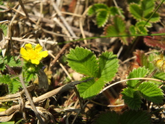 Fragaria nilgerrensis