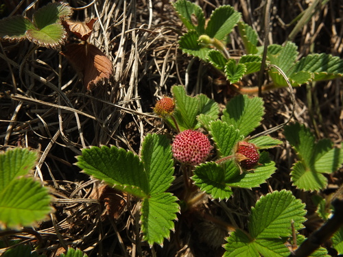 Image of Fragaria nilgerrensis by (c) Siddarth Machado, some rights reserved (CC BY)