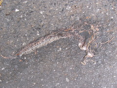 Ovophis monticola