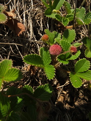 Fragaria nilgerrensis