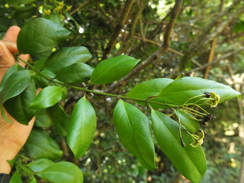 Gardneria ovata, photograph 5
