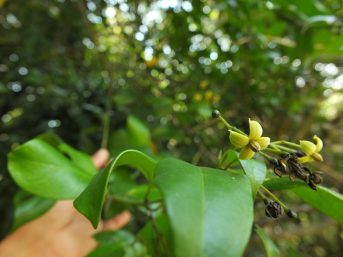 Gardneria ovata, photograph 6