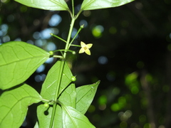 Gardneria ovata