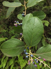 Gaultheria fragrantissima