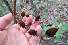 Aureolaria grandiflora