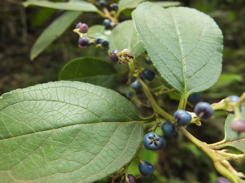 Image of Gaultheria fragrantissima by (c) Siddarth Machado, some rights reserved (CC BY)