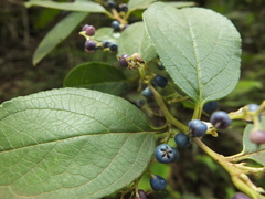 Gaultheria fragrantissima