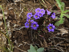 Gentiana quadrifaria