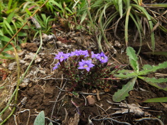 Gentiana quadrifaria