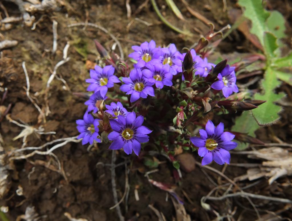 Gentiana quadrifaria