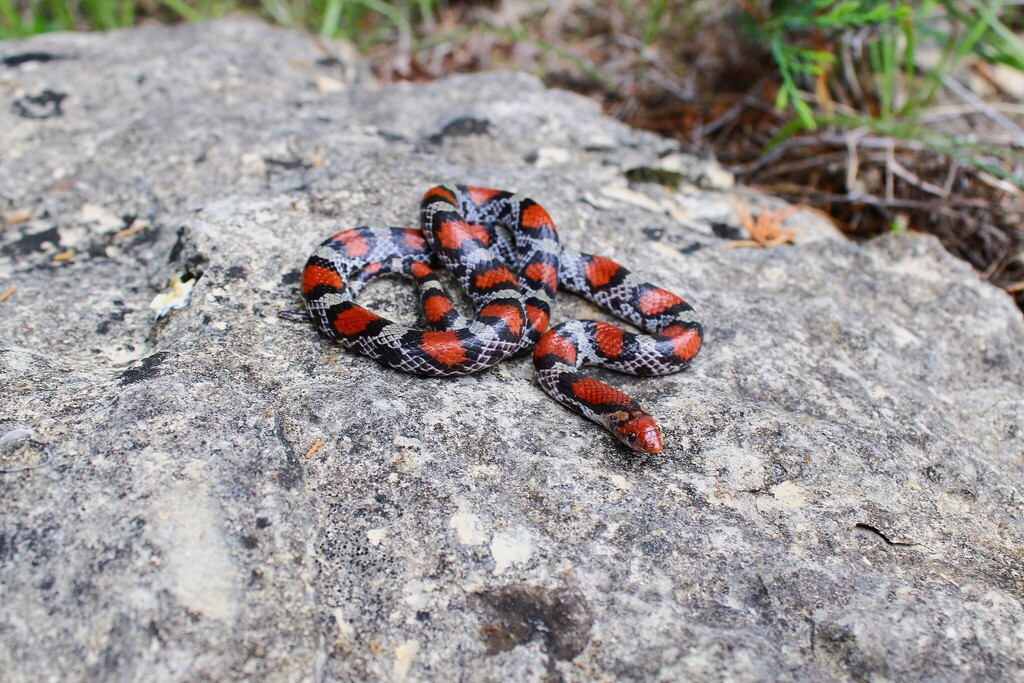Scarlet Snake