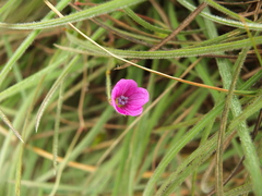 Geranium nepalense