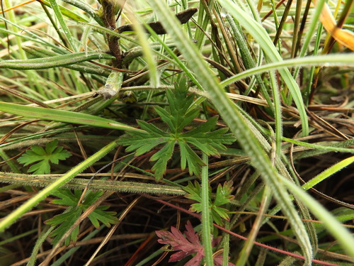 Image of Geranium nepalense by (c) Siddarth Machado, some rights reserved (CC BY)