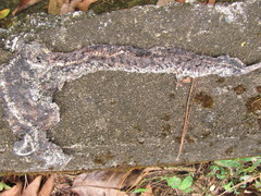 Ovophis monticola
