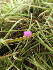 Geranium nepalense
