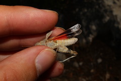 Oedipoda germanica meridionalis