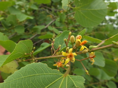 Grewia tiliifolia