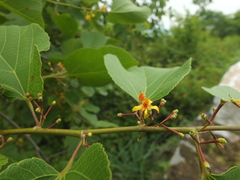 Grewia tiliifolia