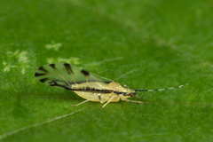 Eucallipterus tiliae