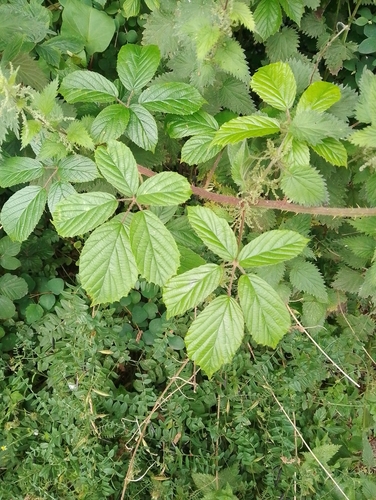 Well-armed Bramble (Rubus dasyphyllus)