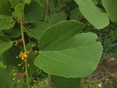 Grewia tiliifolia