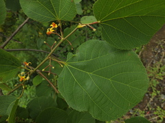 Grewia tiliifolia
