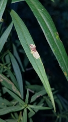 Calycomyza promissa