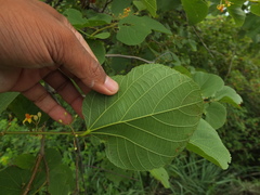 Grewia tiliifolia
