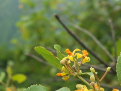 Grewia tiliifolia