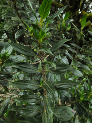 Hedyotis articularis