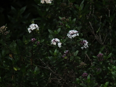 Hedyotis articularis