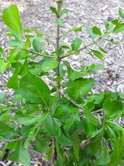 Randia obcordata