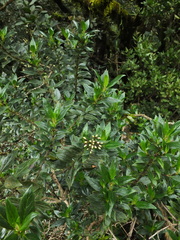 Hedyotis articularis