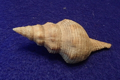Filifusus filamentosus