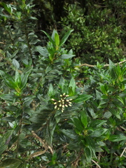 Hedyotis articularis