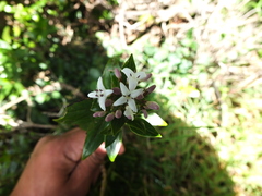 Hedyotis articularis
